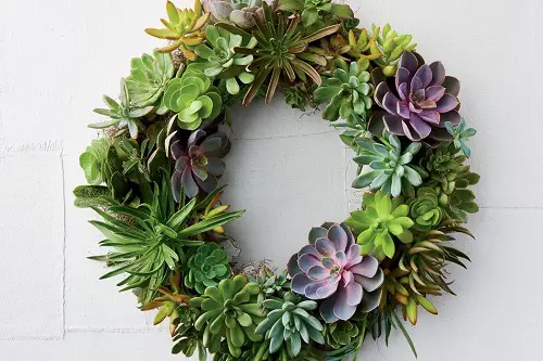 diy indoor Echeveria and Sedum Wreath
