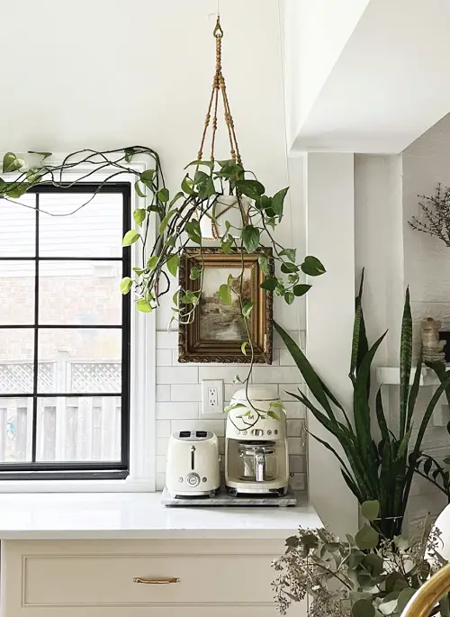 plant hanger indoors 8