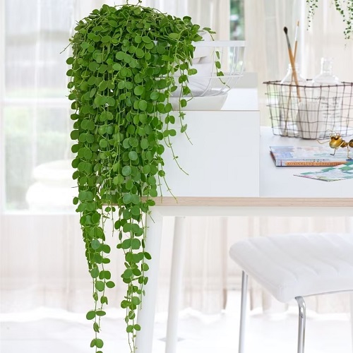 amazing Succulents That Look Like Peas