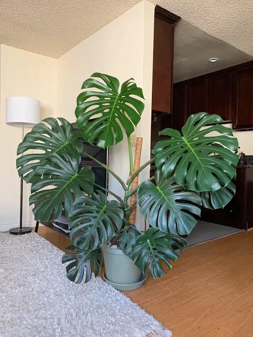 Monstera for Room Partition In a Pot and Saucer Near the Television