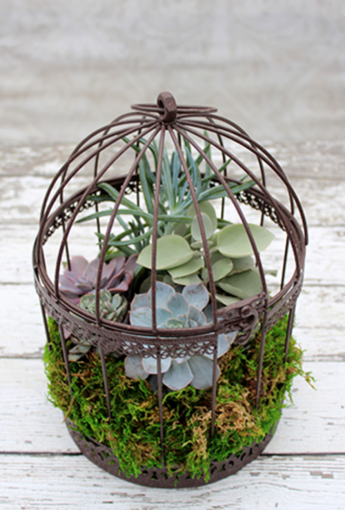 Succulent Birdcage Garden