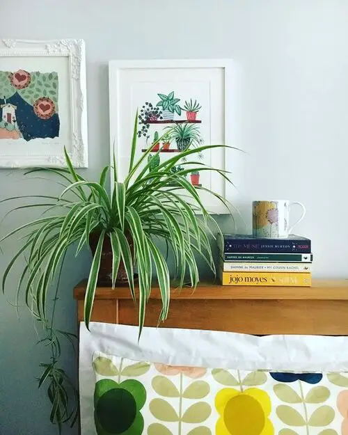 Restful Sleep houseplants 9