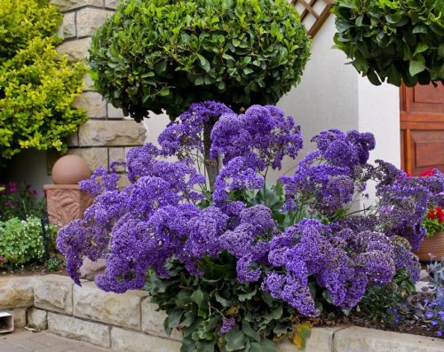 amazing Flowers that Are Safe for Cats