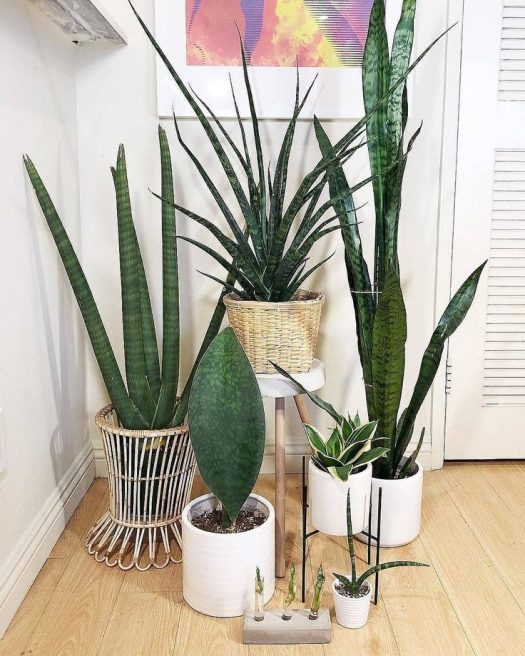 In Multiple Plant Stands