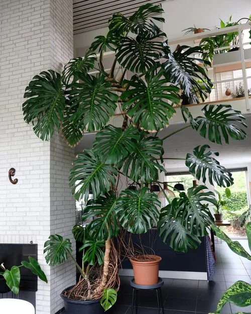 beautiful Pictures of Tall Tree Like Houseplants