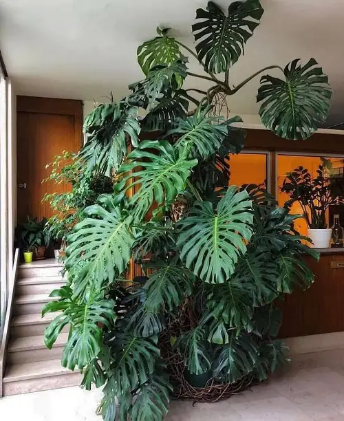 Top Tall Low-Light Indoor Plants