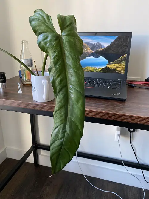 Cool Things You Can Do With Philodendrons in Home