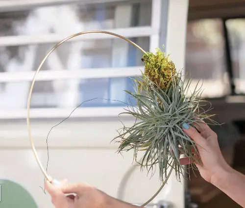 diy Holiday Wreath with 3 Air Plants