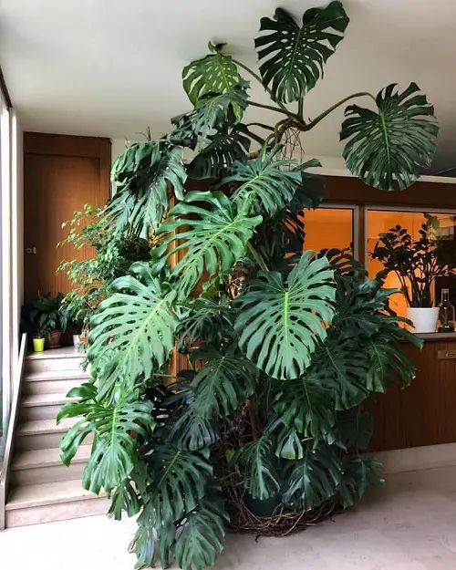 Lush Monstera Near the Staircase