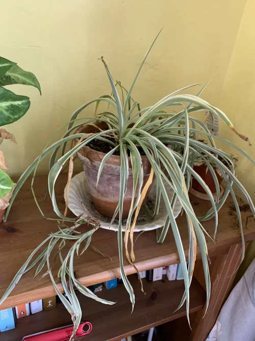 Spider Plant Brown Tips underwatering