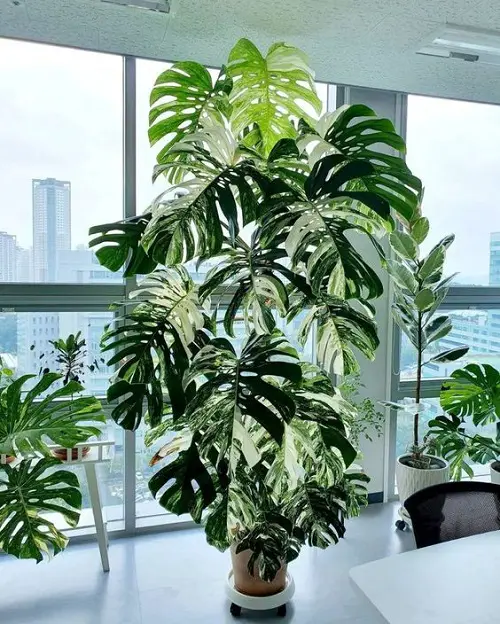 Monstera for Room Partition Mobile Plant Stand for Large Windows