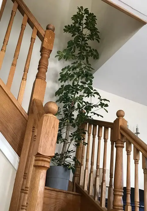 best Top Tall Low-Light Indoor Plants