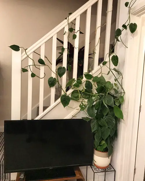 Philodendrons in Home staircase