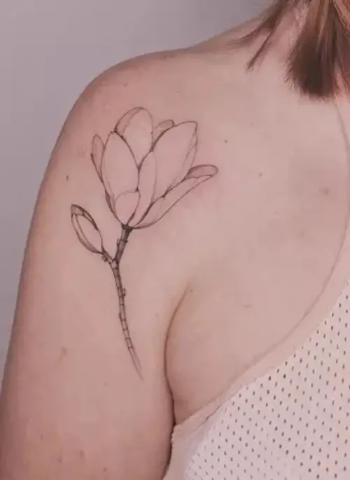 Magnolia Magnolia Outline