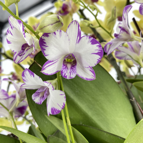 Top Purple Orchid Types
