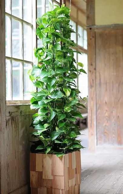Best Pothos Varieties for Crafting a Tree-Like Structure