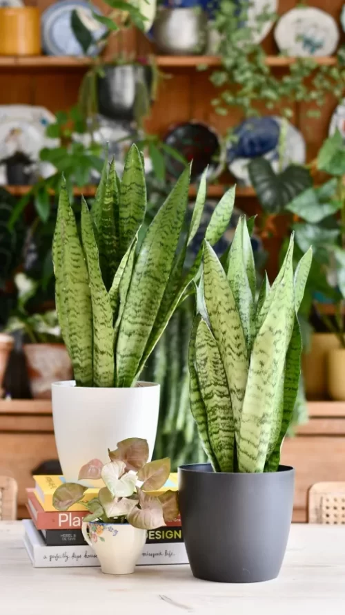 Living Room Table Snake Plant