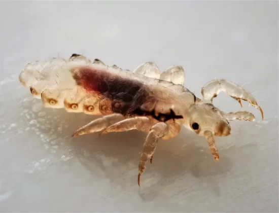 best insects resembling bed bugs