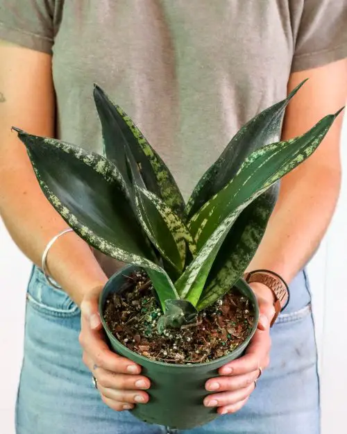 beautiful Stunning Variegated Snake Plants