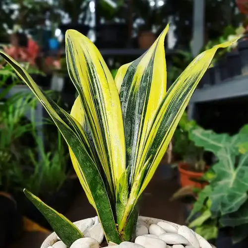 Beautifully patterned snake plants