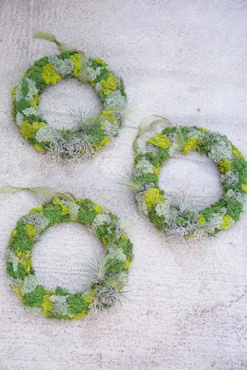 diy Reindeer Moss and Tillandsia Wreath Idea