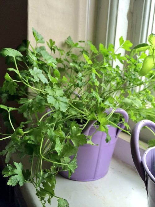 Top Indoor Herbs to Cut and Plant near window