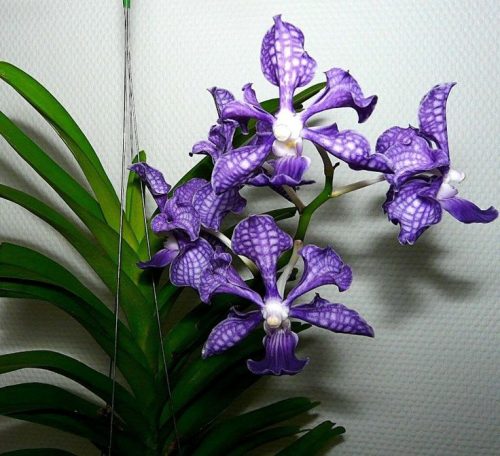 Top best Purple Orchid Types