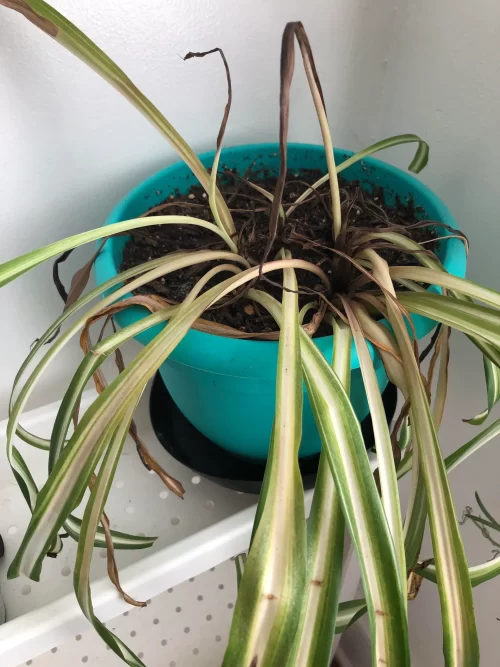Overfertilizing 