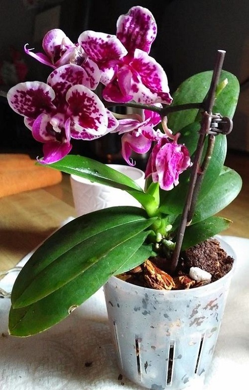 Purple Orchid Varieties