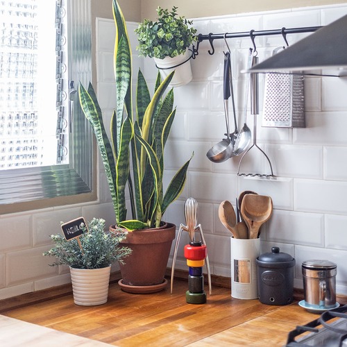 Snake Plant Snake Plant in the Kitchen