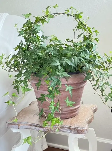 DIY Indoor Plant Spring Potted Wreath with Ivy Plants