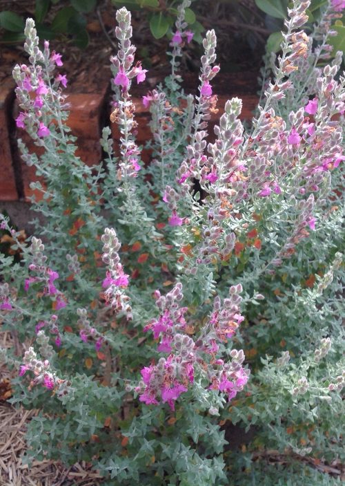 best Flowers That Don't Hurt Cats 