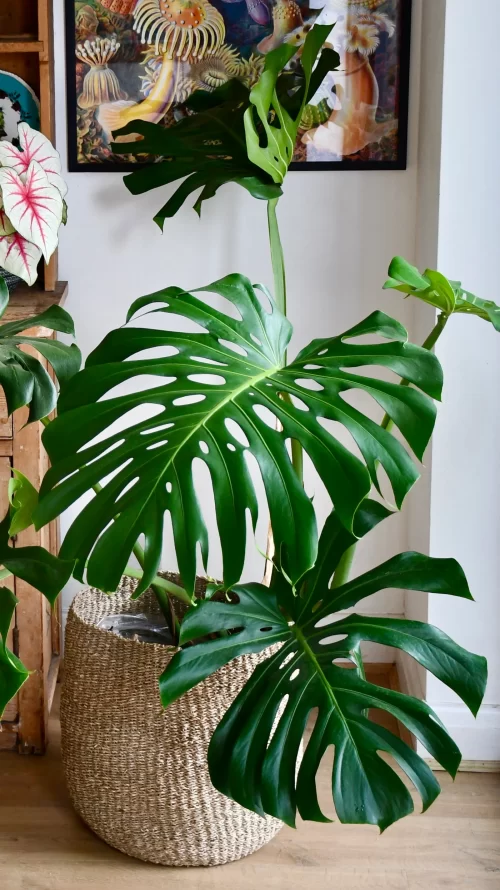 Monstera Fenestration Stages