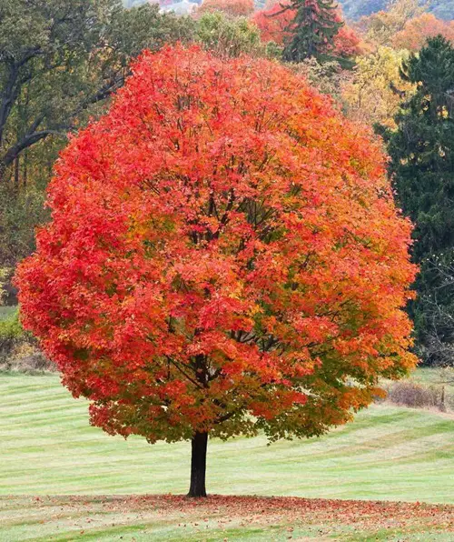 Trees With Red Leaves All Year 