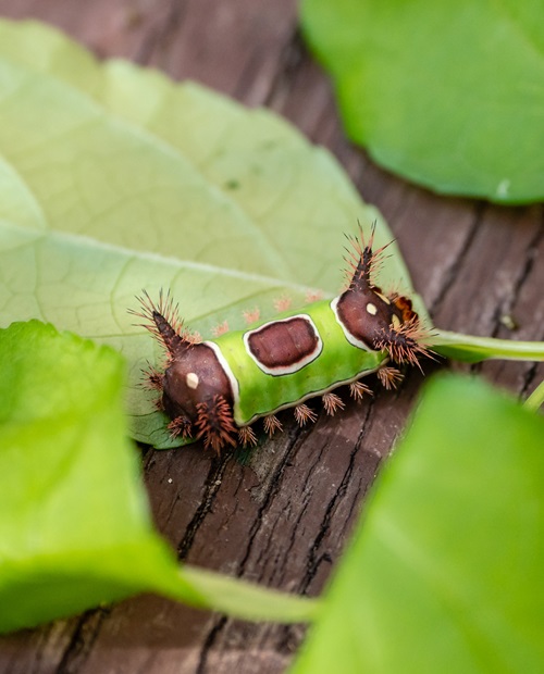 Are Big Green Caterpillars Poisonous name