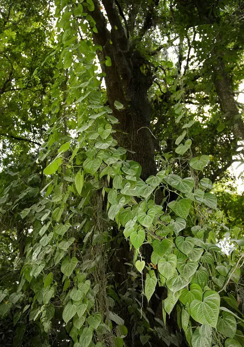 best Vines that Kill Trees