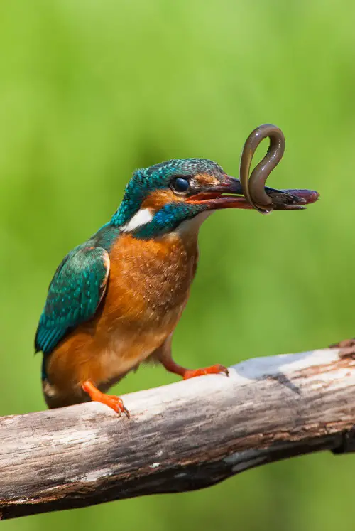 lovely Blue Birds in Michigan
