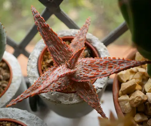 best Orange's Most Beautiful Succulents