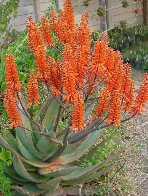 Most Beautiful Succulents in Orangein garden