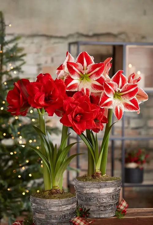 Flowers that Cats Cannot Eat