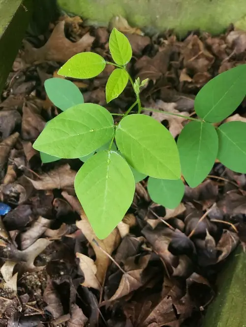 Hog Peanut Poison Ivy Look Alike Plants with Three Leaves 5