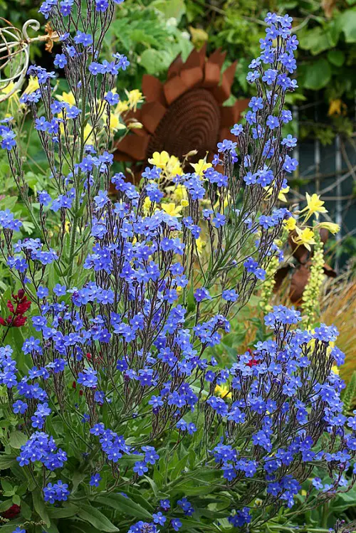 Beautiful Royal Blue flower