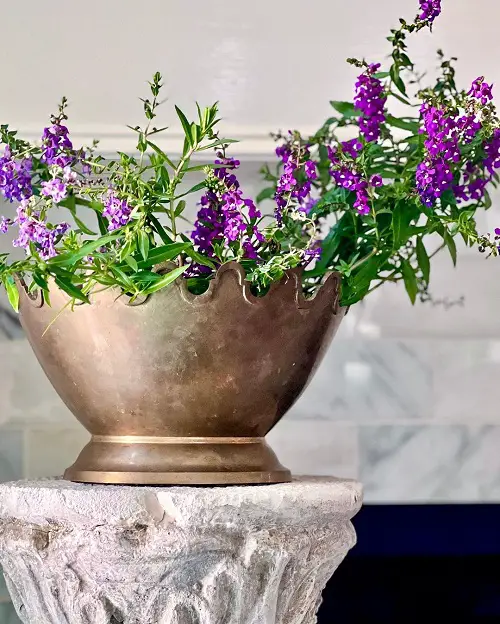 Angelonia Flower Meaning - Culturally