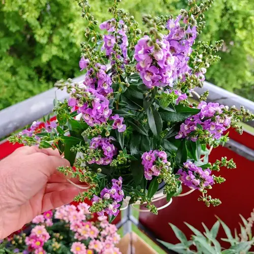 Angelonia Flower Meaning and Symbolism