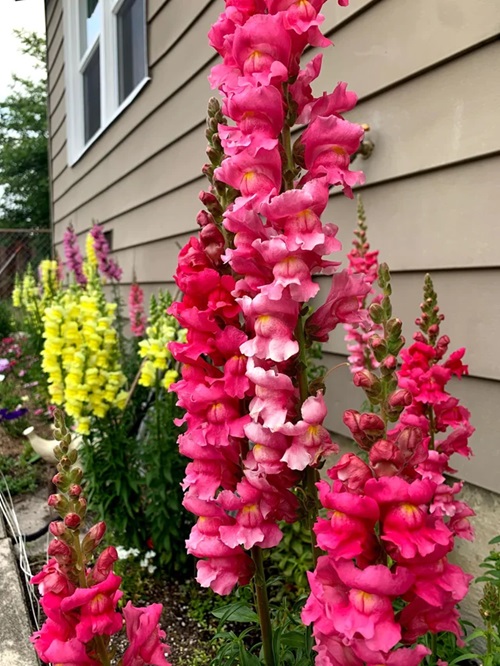 best Flowers that Are Safe for Cats