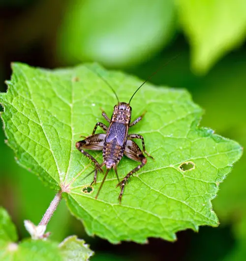 Are Crickets a Bad or Good Omen