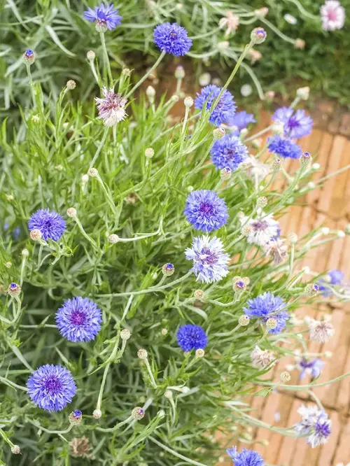 best Flowers that Start with B