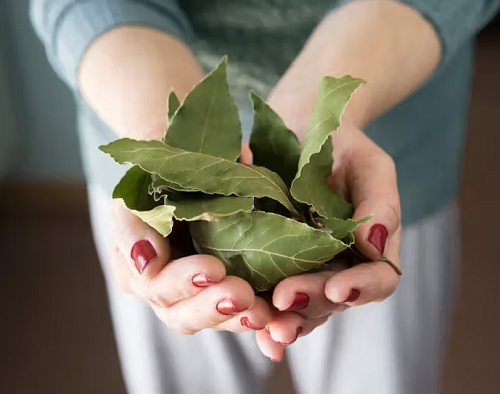 Bay Leaves for Protection under pillow