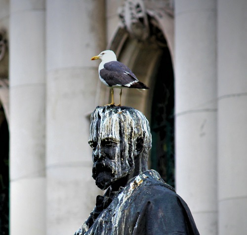 What Does It Mean When a Bird Poops on You in Different Cultures