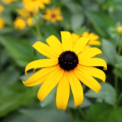 Flowers that Grow from Petals 